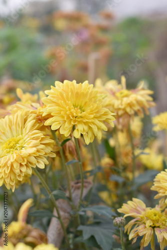 Beautiful Yellow chrysanthemum flowers closeup in the winter garden, Closeup of Chrysanthemum flower, Field of the Yellow Chrysanthemum, Beautiful Yellow flower blooming in nature.