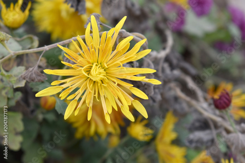 Beautiful Yellow chrysanthemum flowers closeup in the winter garden, Closeup of Chrysanthemum flower, Field of the Yellow Chrysanthemum, Beautiful Yellow flower blooming in nature.