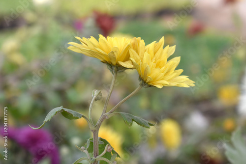 Beautiful Yellow chrysanthemum flowers closeup in the winter garden, Closeup of Chrysanthemum flower, Field of the Yellow Chrysanthemum, Beautiful Yellow flower blooming in nature.
