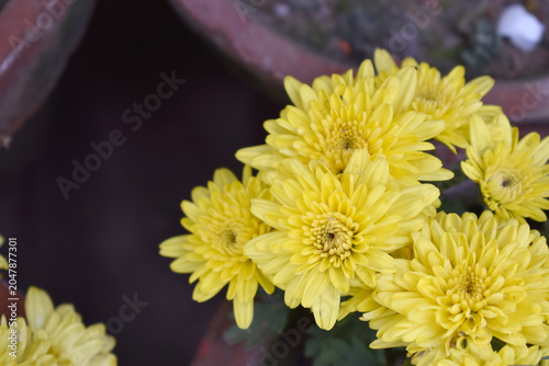Beautiful Yellow chrysanthemum flowers closeup in the winter garden, Closeup of Chrysanthemum flower, Field of the Yellow Chrysanthemum, Beautiful Yellow flower blooming in nature.