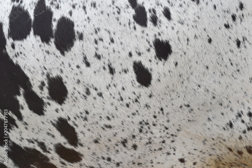 cow skin texture background, bull leather with fur background closeup,  cow hide pattern, The texture is dense and rich, displaying a natural pattern, cow skin hairy texture bull fur animal skin textu