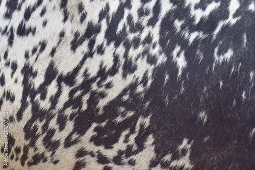 cow skin texture background, bull leather with fur background closeup,  cow hide pattern, The texture is dense and rich, displaying a natural pattern, cow skin hairy texture bull fur animal skin textu