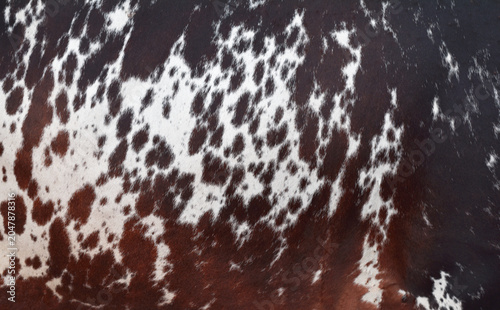 cow skin texture background, bull leather with fur background closeup,  cow hide pattern, The texture is dense and rich, displaying a natural pattern, cow skin hairy texture bull fur animal skin textu