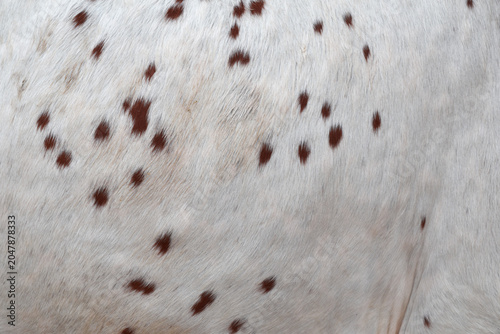 cow skin texture background, bull leather with fur background closeup,  cow hide pattern, The texture is dense and rich, displaying a natural pattern, cow skin hairy texture bull fur animal skin textu