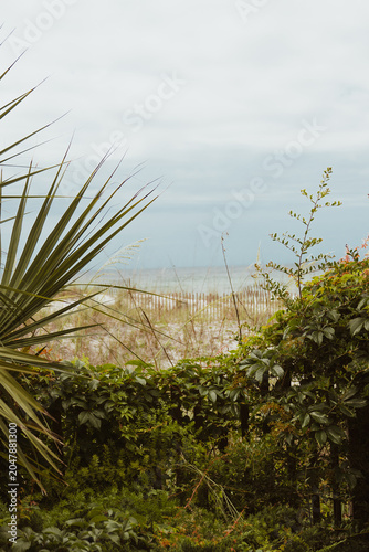 Beach View Through Coastal Dunes and Tropical Foliage on an Overcast Day