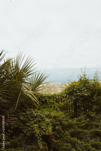 Beach View Through Coastal Dunes and Tropical Foliage on an Overcast Day