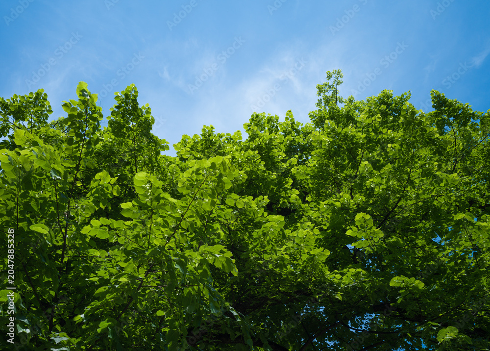 Fototapeta premium Green foliage of trees against blue sky, forest in sunny day