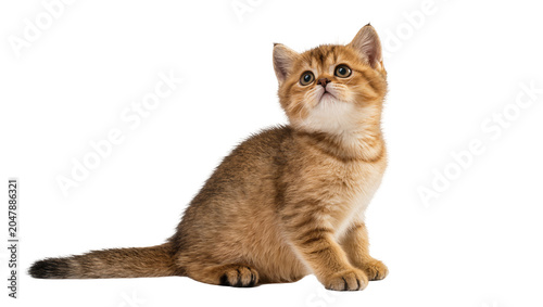 Obraz na płótnie Isolated adorable golden British Shorthair kitten sitting and looking up with cu