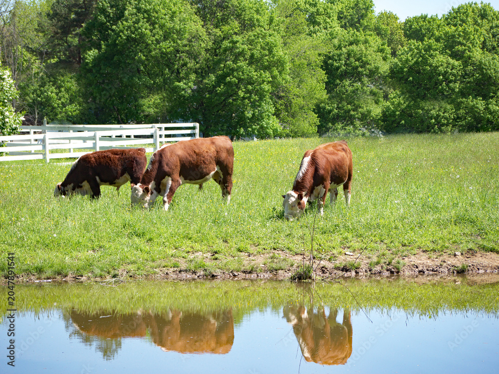 Fototapeta premium Beef cows eating grass near a pond