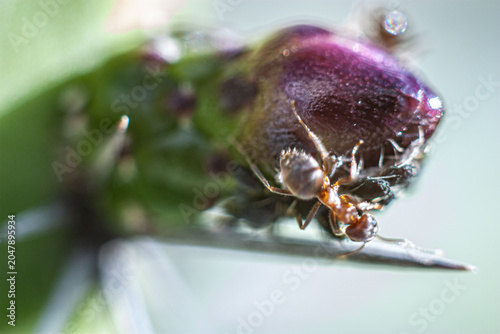 Φωτογραφία Argentine ant (Linepithema humile, formerly Iridomyrmex humilis) on cactus bud p