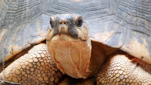 portrait of radiated tortoise, Astrochelys radiate, Madagascar 244