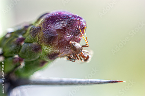 Vászonkép Argentine ant (Linepithema humile, formerly Iridomyrmex humilis) on cactus bud p