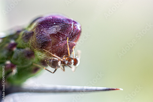 Εκτύπωση καμβά Argentine ant (Linepithema humile, formerly Iridomyrmex humilis) on cactus bud p