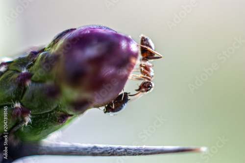 Argentine ant (Linepithema humile, formerly Iridomyrmex humilis) on cactus bud protectting aphids for their honew-dew sap