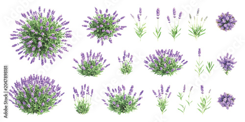 Bild auf Leinwand Set of lavender flowers and bushes in watercolor style for gardening design proj