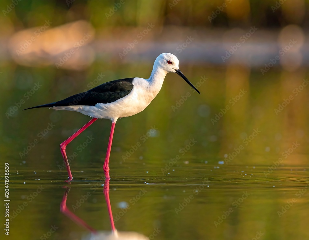 Obraz premium A serene bird wades through shallow water with a reflective surface