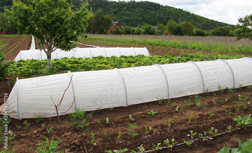 Foto A mini hotbed made of agrofibre in the garden