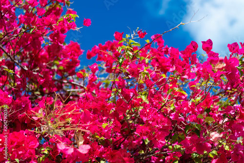 Canvas-taulu Flowering nature closeup