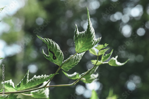 Thimbleberry (Rubus parviflorus) with Inchworm (Geometer Moth Larva)