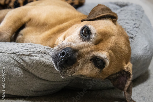 Small Tan Dog Resting on Gray Pet Bed