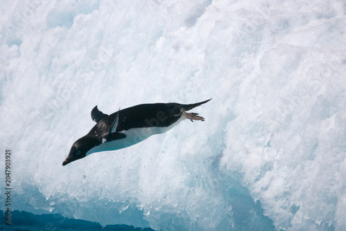 Fotografie Adelie Penguin diving off an iceberg in the Southern Ocean