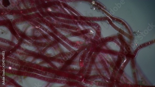 Konstfotografi Bangia sp. red algae filaments at 10x cross-polarized light