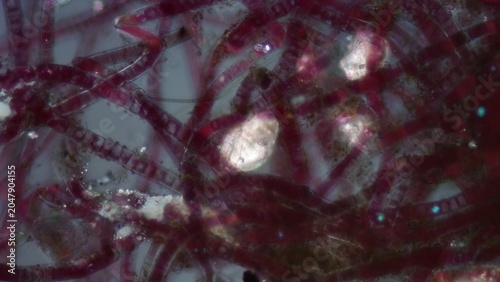Fotografie Bangia sp. red algae at 10x under cross-polarized light