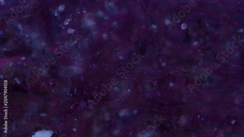 Canvas Print Bangia sp. red algae at 10x under cross-polarized light