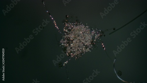 Foto Bangia sp. and mineral particles at 10x cross-polarized light
