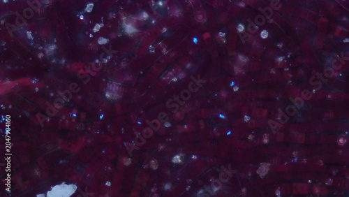 Photography Bangia sp. red algae at 10x under cross-polarized light