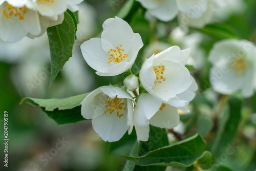 White jasmine flowers and bud growing in botanical garden. Bush of jasminum abundant blooming in summer. Nature background with flowering olive family. Natural floral summer bloom garden.