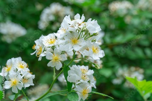 White jasmine flowers and bud growing in botanical garden. Bush of jasminum abundant blooming in summer. Nature background with flowering olive family. Natural floral summer bloom garden.