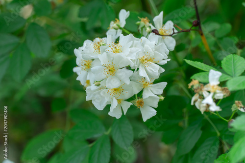 White jasmine flowers and bud growing in botanical garden. Bush of jasminum abundant blooming in summer. Nature background with flowering olive family. Natural floral summer bloom garden.