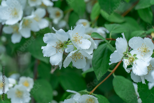 White jasmine flowers and bud growing in botanical garden. Bush of jasminum abundant blooming in summer. Nature background with flowering olive family. Natural floral summer bloom garden.