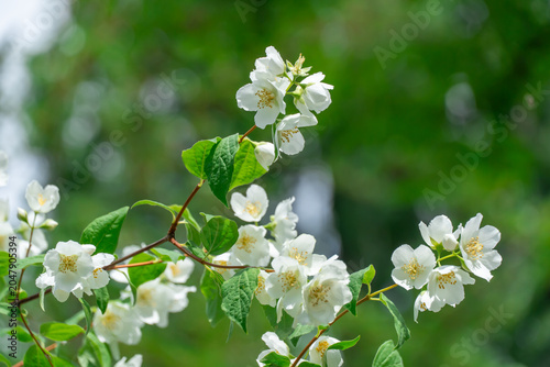 Foto White jasmine flowers and bud growing in botanical garden