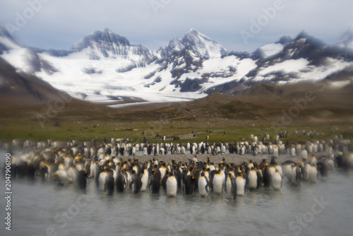 Εκτύπωση καμβά King Penguin colony on South Georgia Island