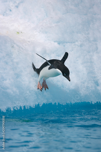 Fotografía Adelie Penguin diving off an iceberg in the Southern Ocean