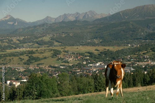 cows in the mountains