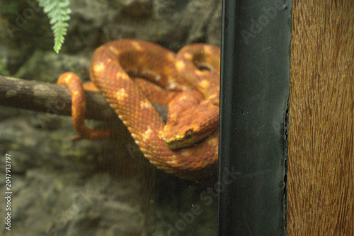 Obraz na plátně orange boa constrictor snake coiled on branch in zooenclosure