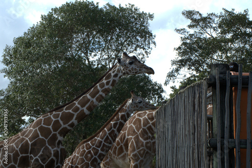 Photography two giraffes near wooden fence in zoo park