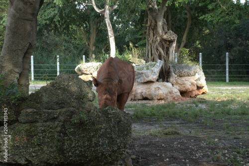 Obraz na płótnie rhinoceros near rocky outcrop in zoo