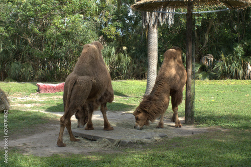 Photos bactrian camels in the zoo