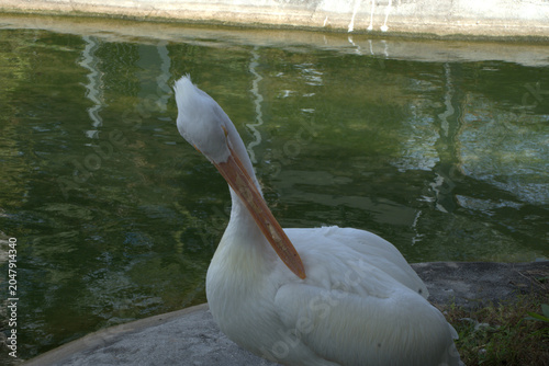 white pelican by the water in the zoo