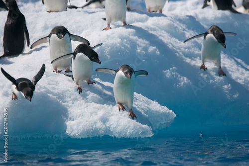 Foto Adelie Penguins diving off an iceberg in the Southern Ocean
