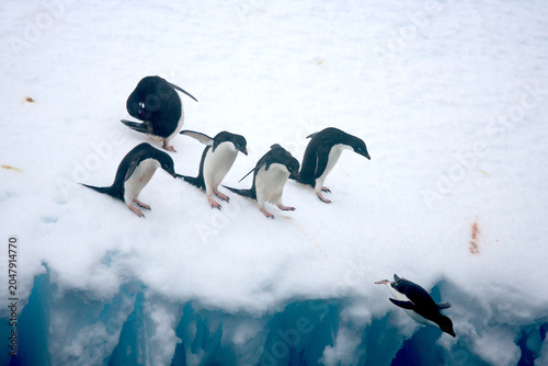 Obraz na płótnie Adelie Penguins diving off an iceberg in the Southern Ocean