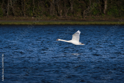 Fotografie mute swan flying over the lake