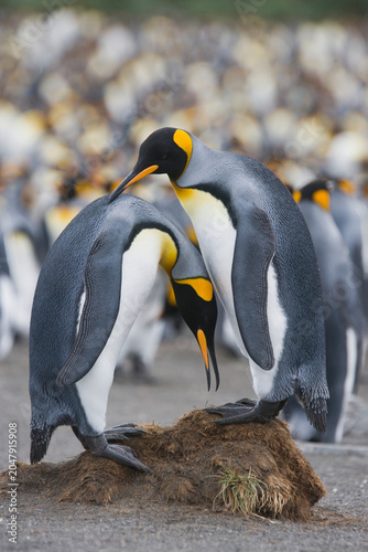 King Penguins on South Georgia Island