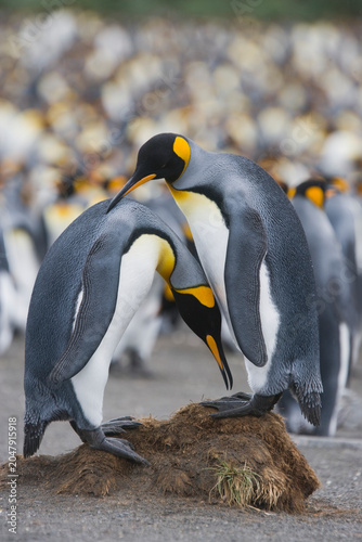 King Penguins on South Georgia Island
