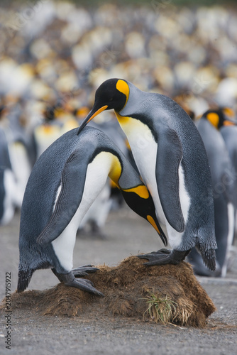 King Penguins on South Georgia Island