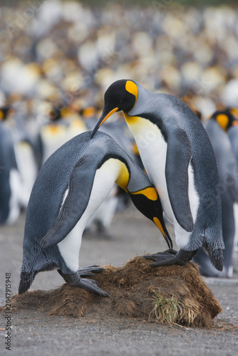 King Penguins on South Georgia Island